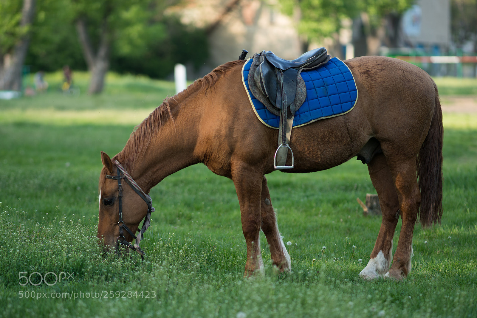 Sony a99 II sample photo. Dsc photography