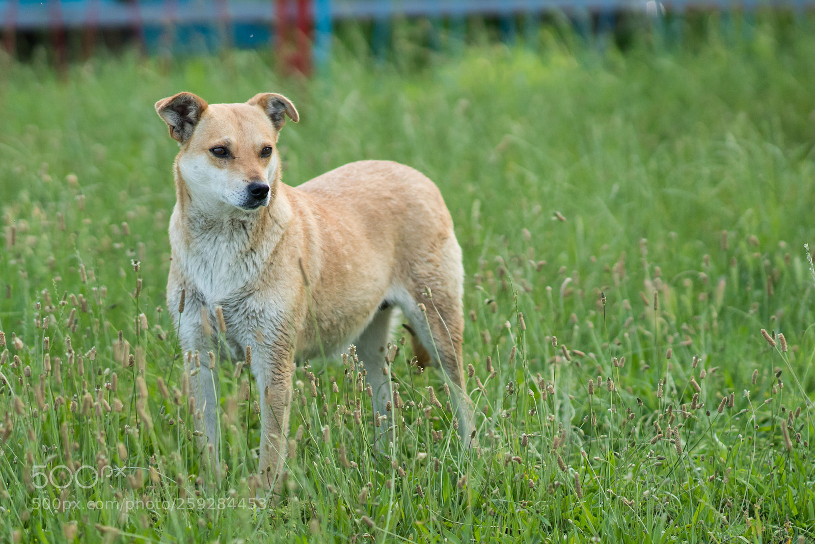 Sony a99 II sample photo. Dsc photography