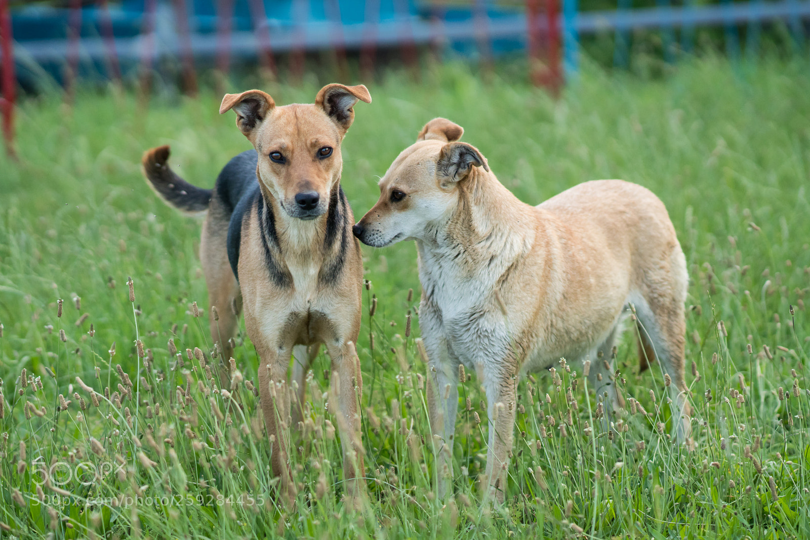 Sony a99 II sample photo. Dsc photography