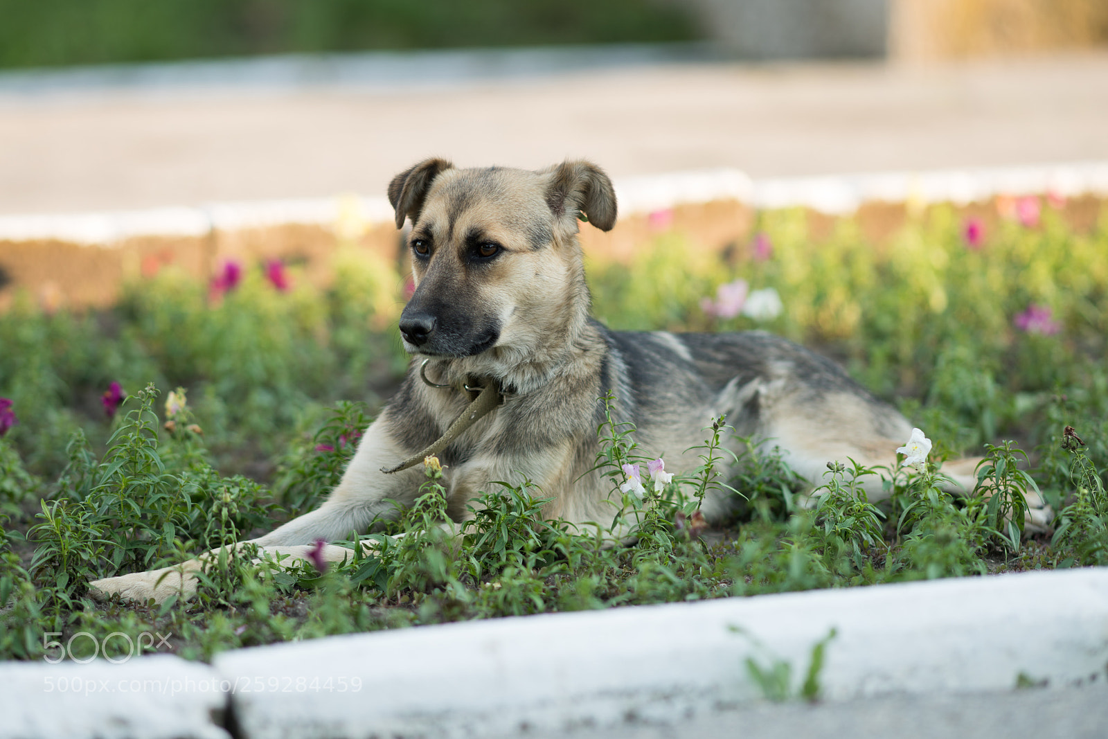 Sony a99 II sample photo. Dsc photography