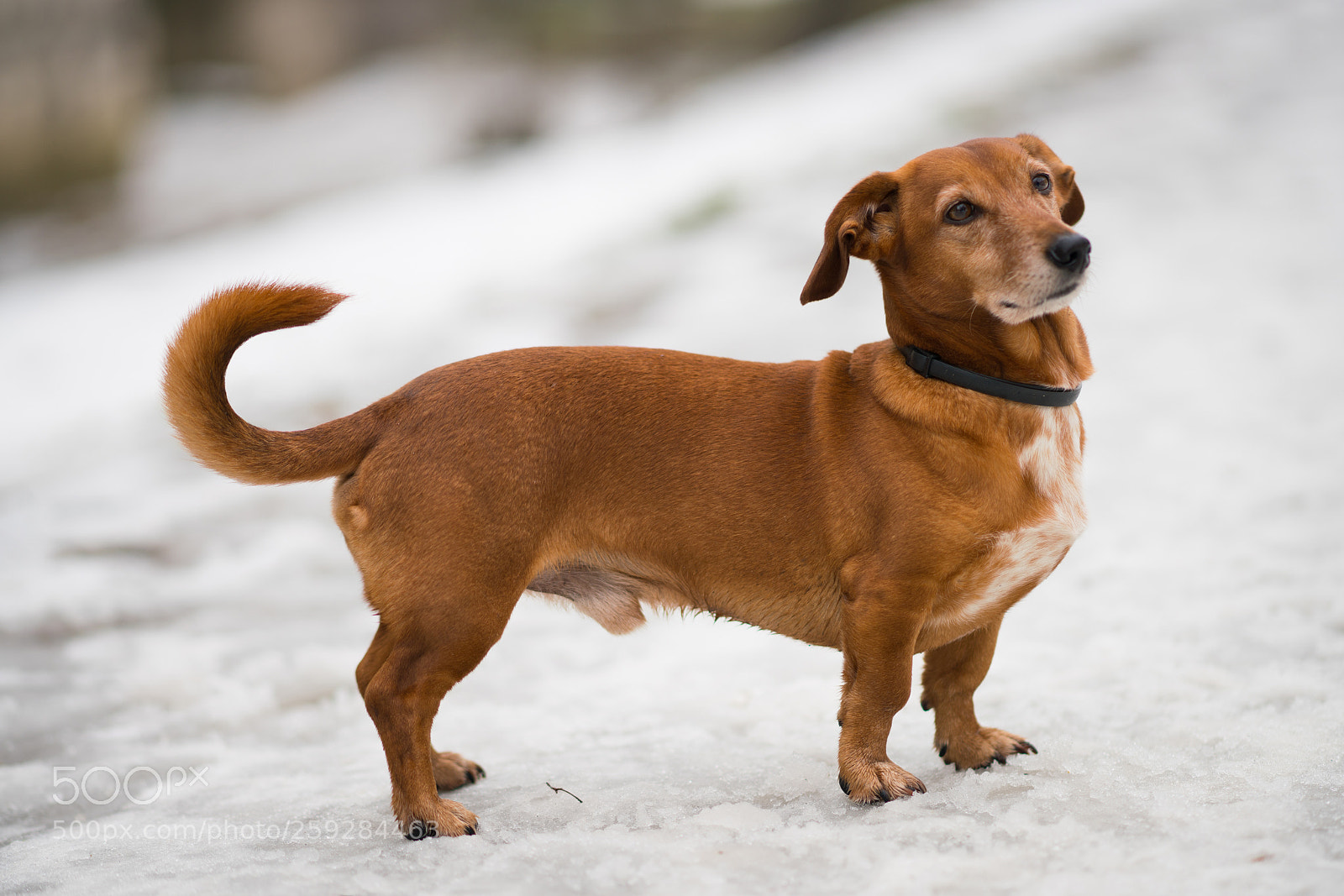 Sony a99 II sample photo. Dsc photography
