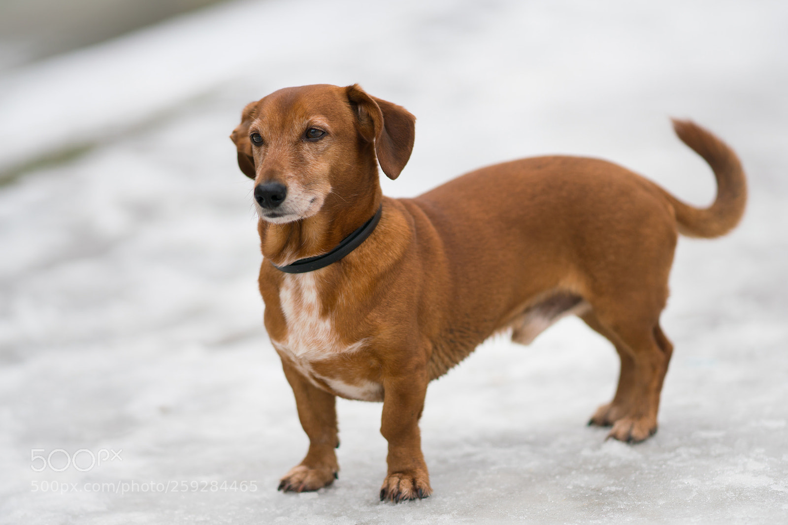 Sony a99 II sample photo. Dsc photography