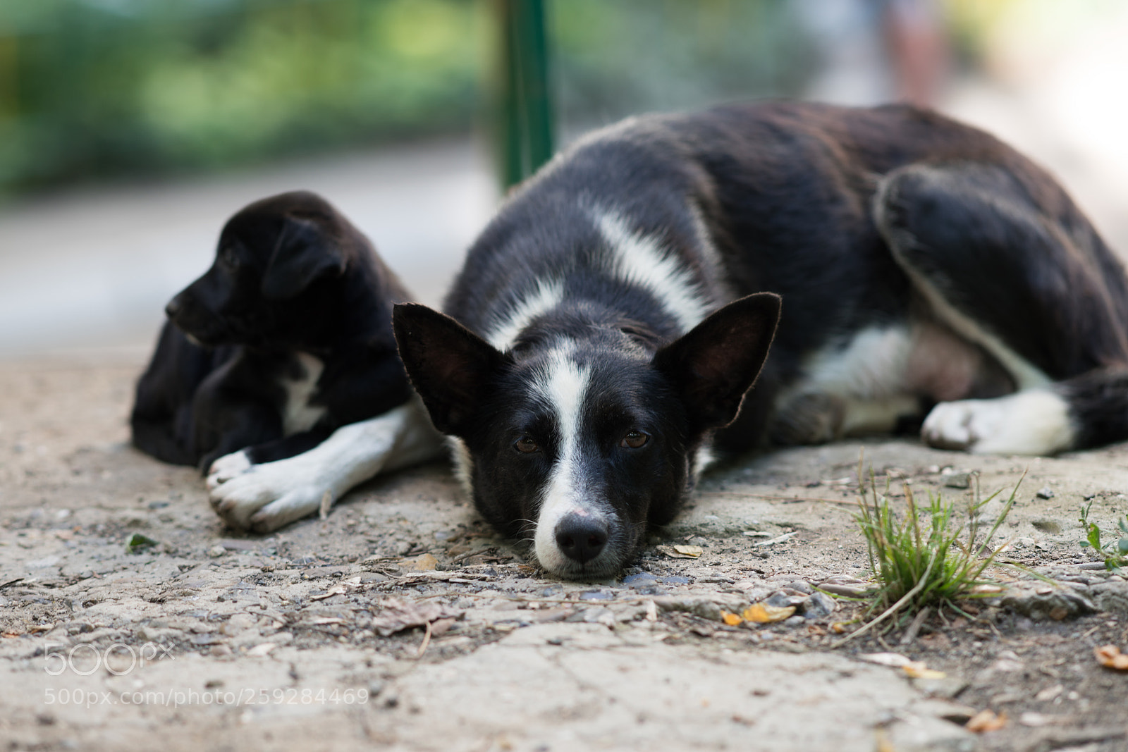 Sony a99 II sample photo. Dsc photography