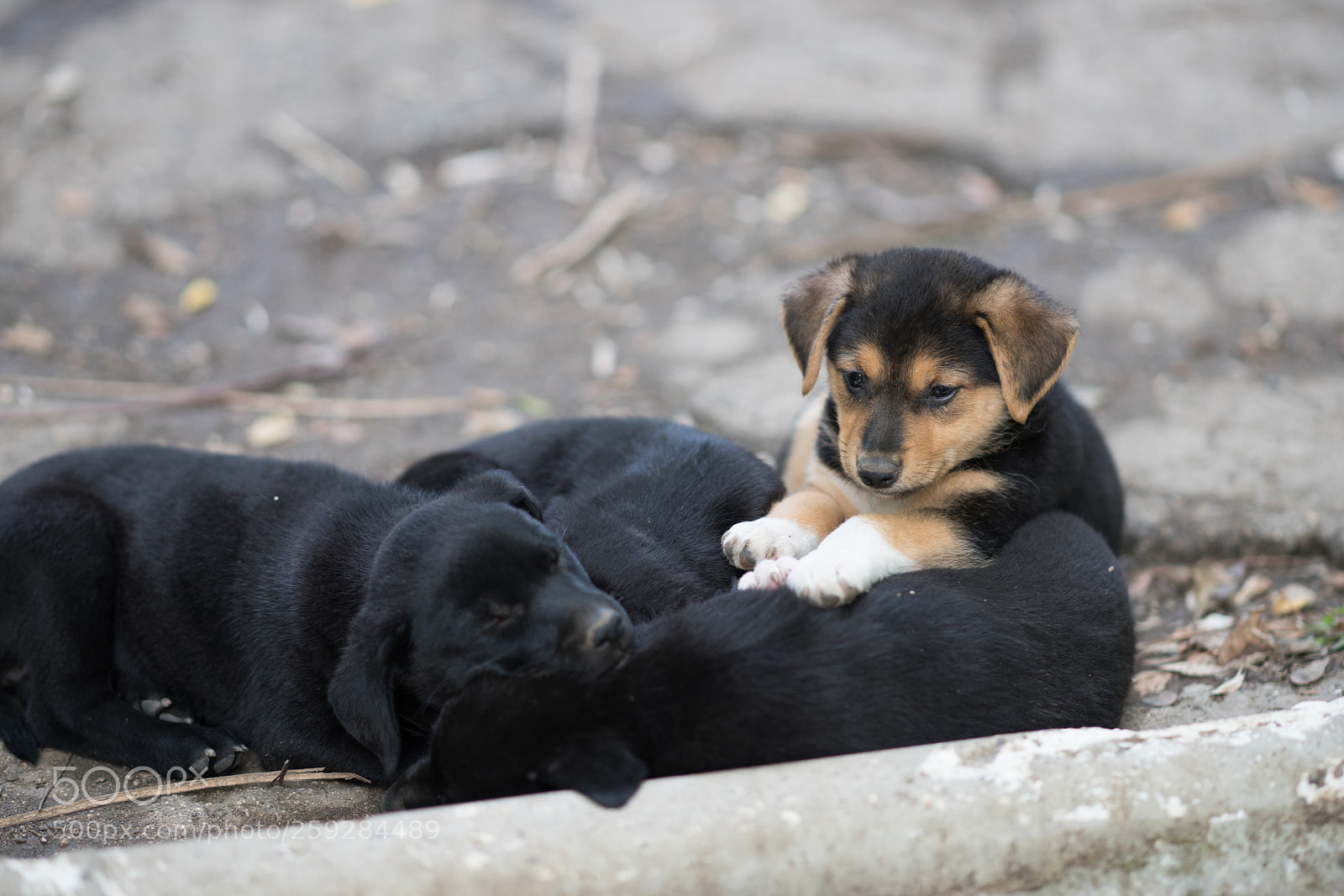 Sony a99 II sample photo. Dsc photography