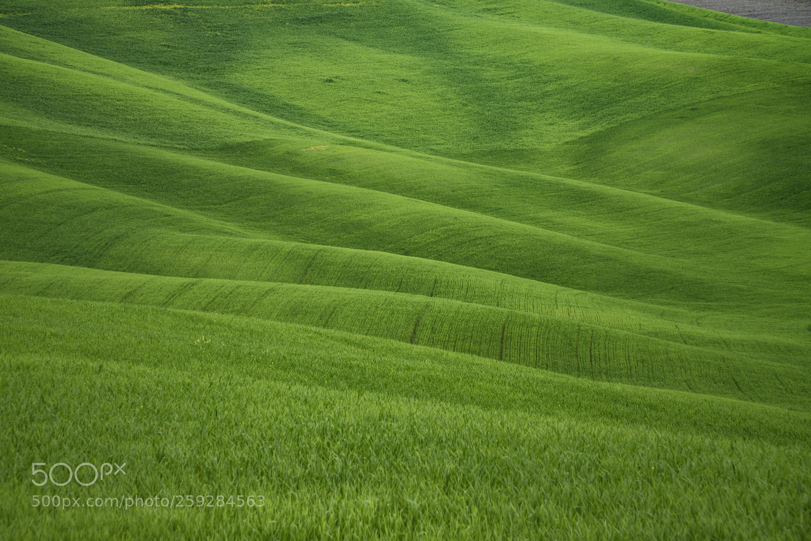 Sony a6300 sample photo. Green field photography