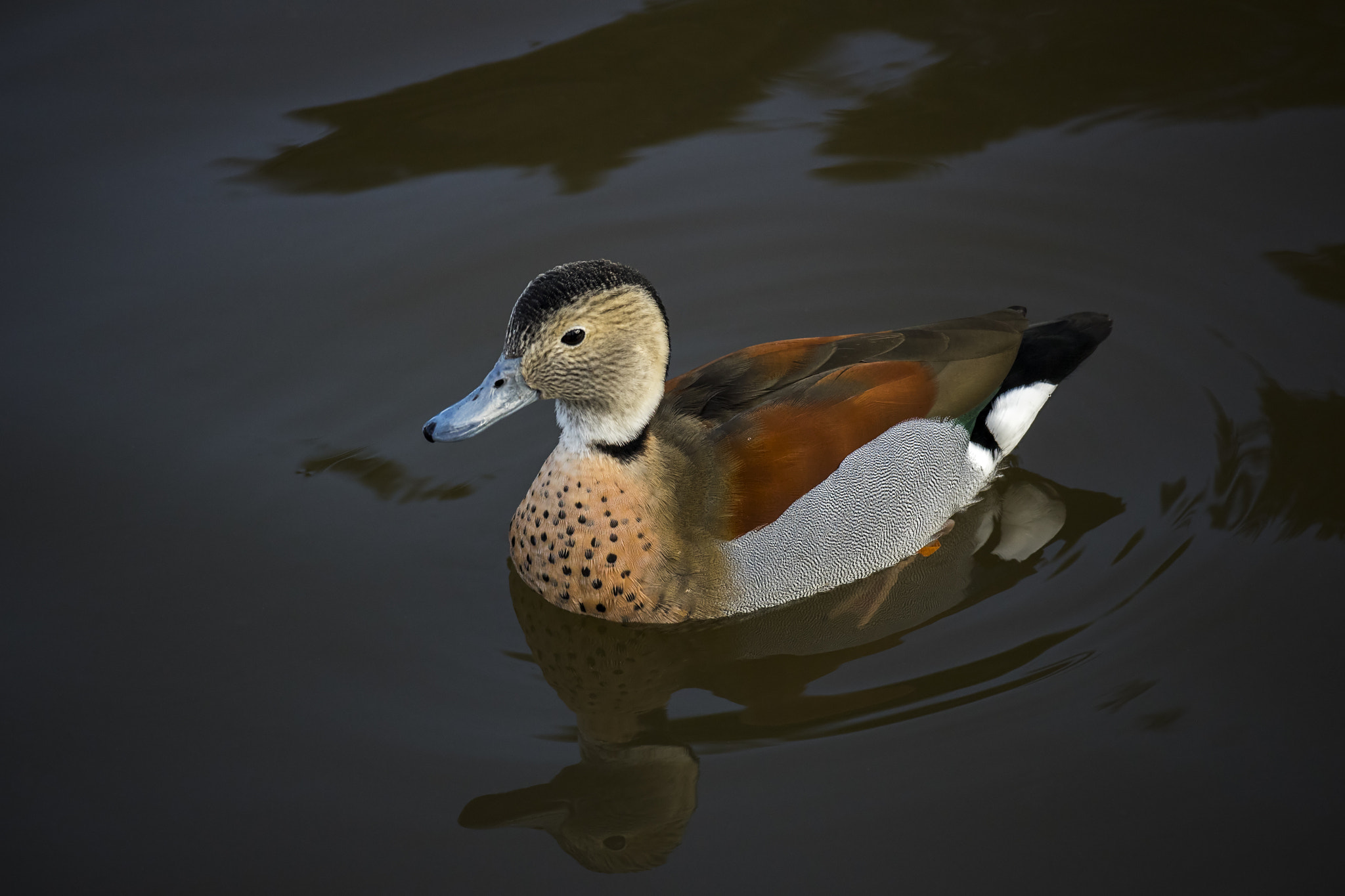 Canon EOS M10 sample photo. Male ringed teal photography