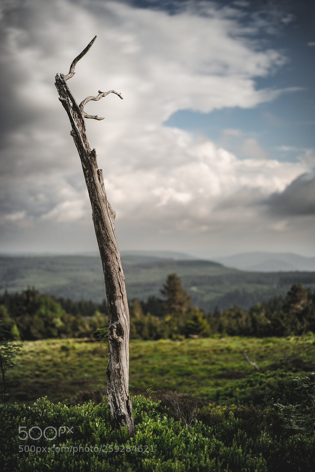 Sony a7 II sample photo. Toter baum photography