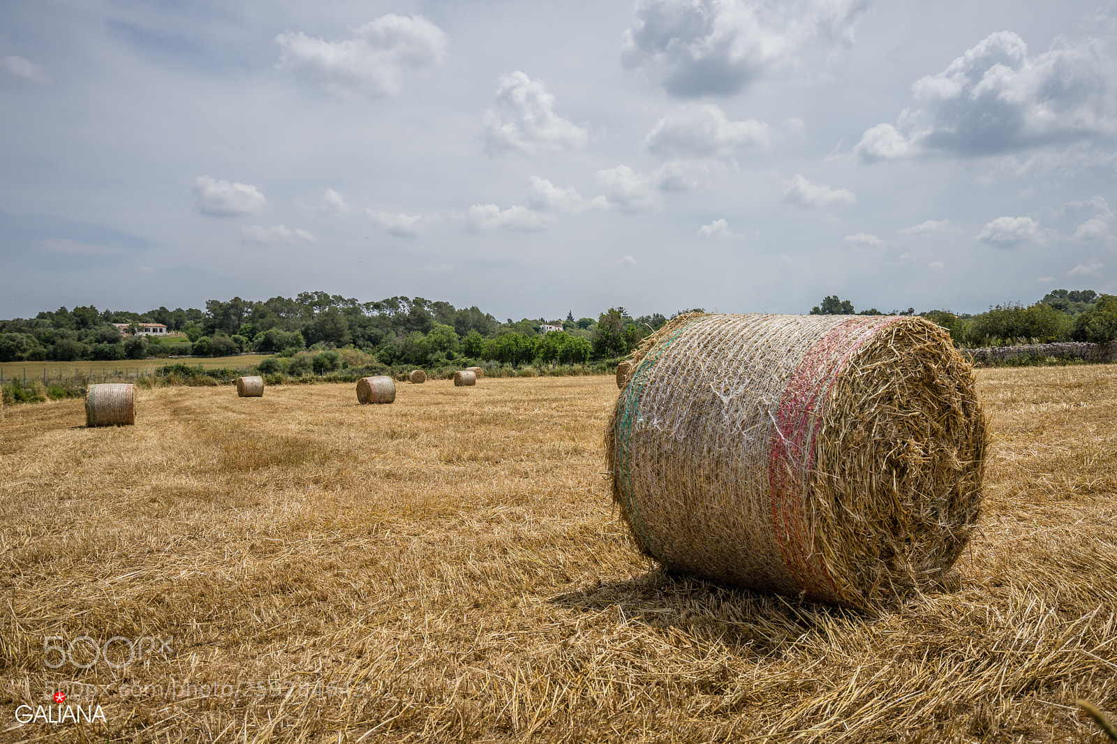 Sony a7 sample photo. Alpacas photography