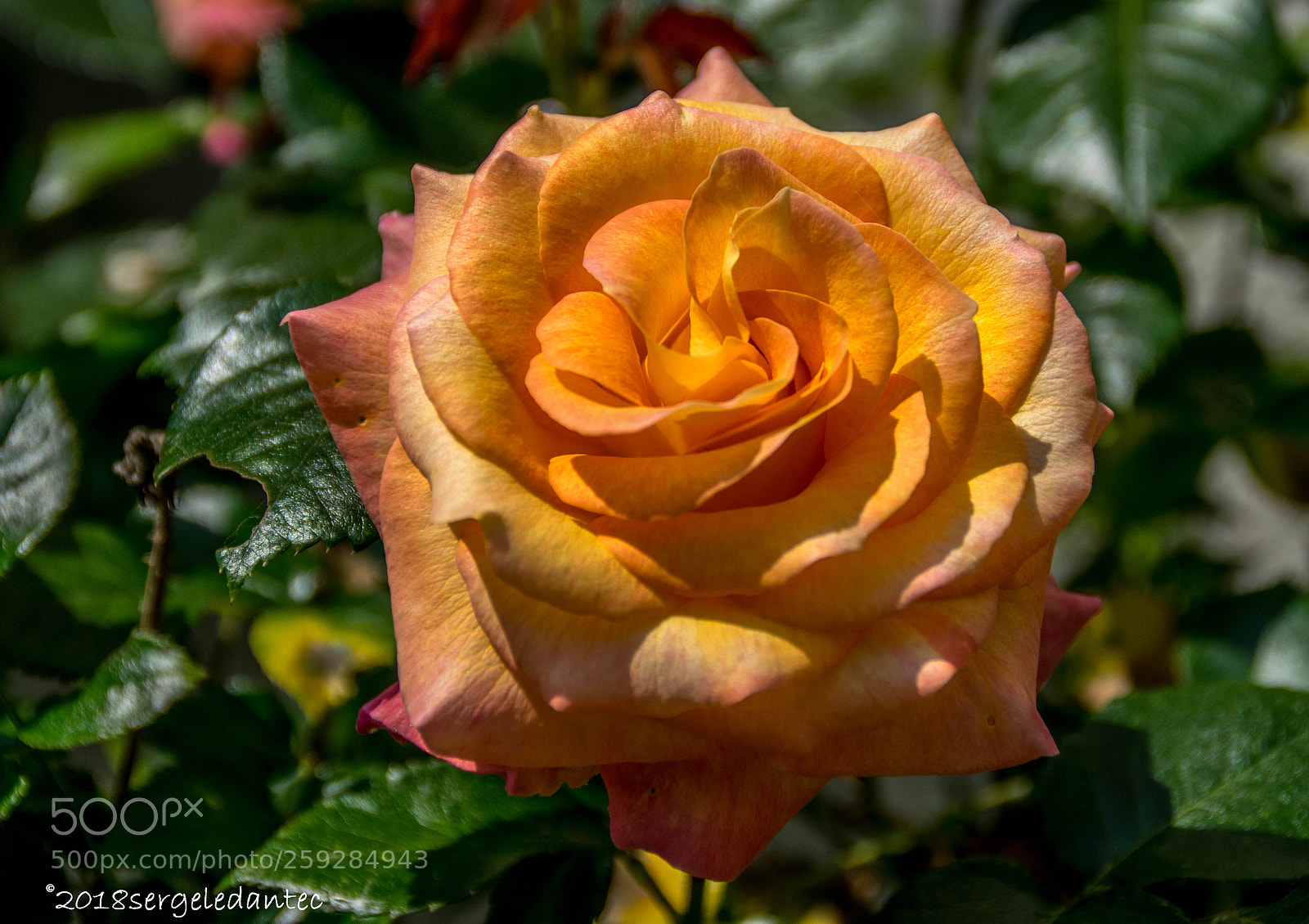 Nikon D5300 sample photo. Rose florida photography