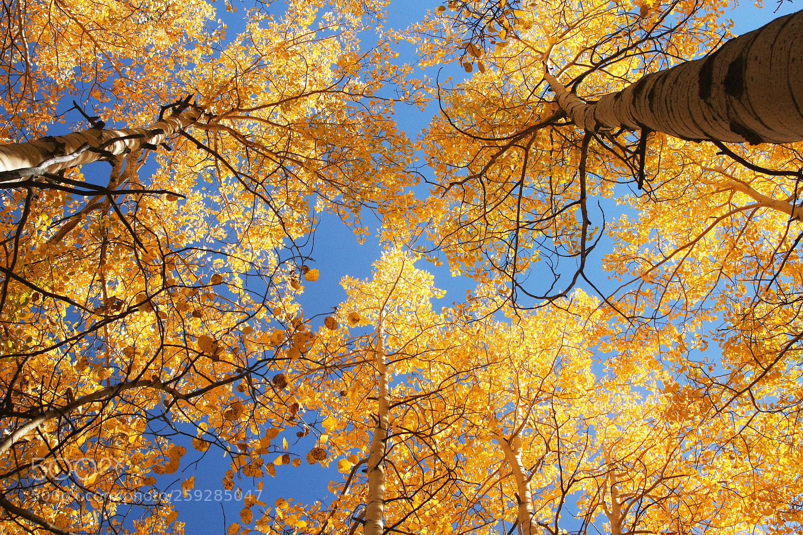 Canon EOS 450D (EOS Rebel XSi / EOS Kiss X2) sample photo. Blue sky aspens x photography