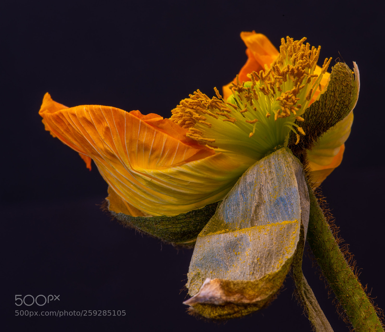 Nikon D810 sample photo. Fading silk poppy 02 photography
