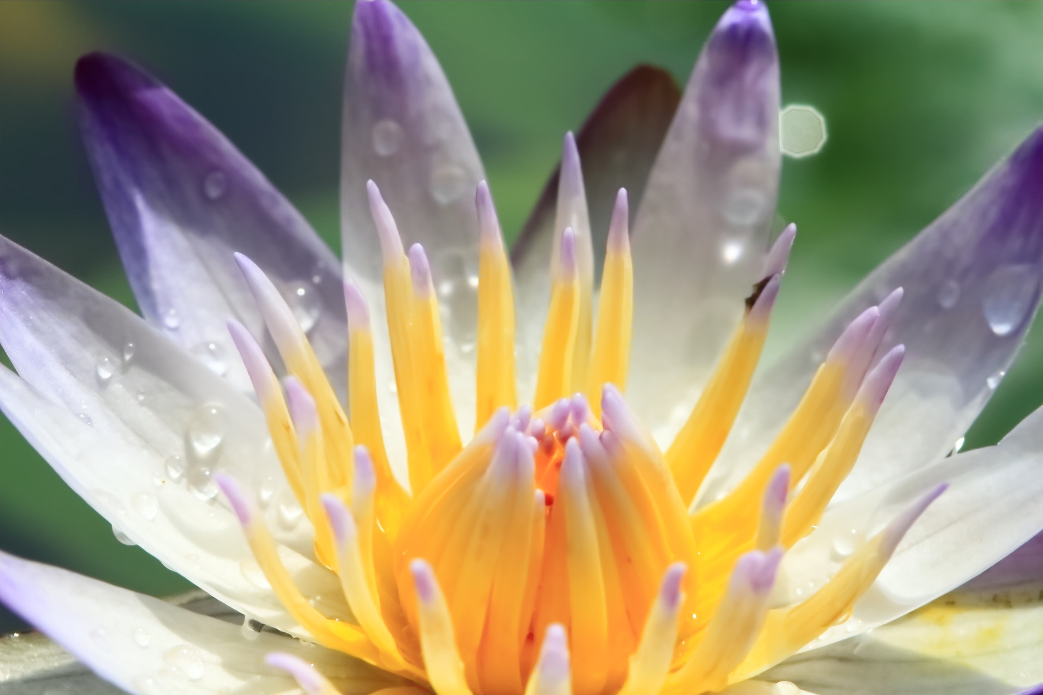 Canon EF 100mm F2.8L Macro IS USM sample photo. 睡蓮 photography