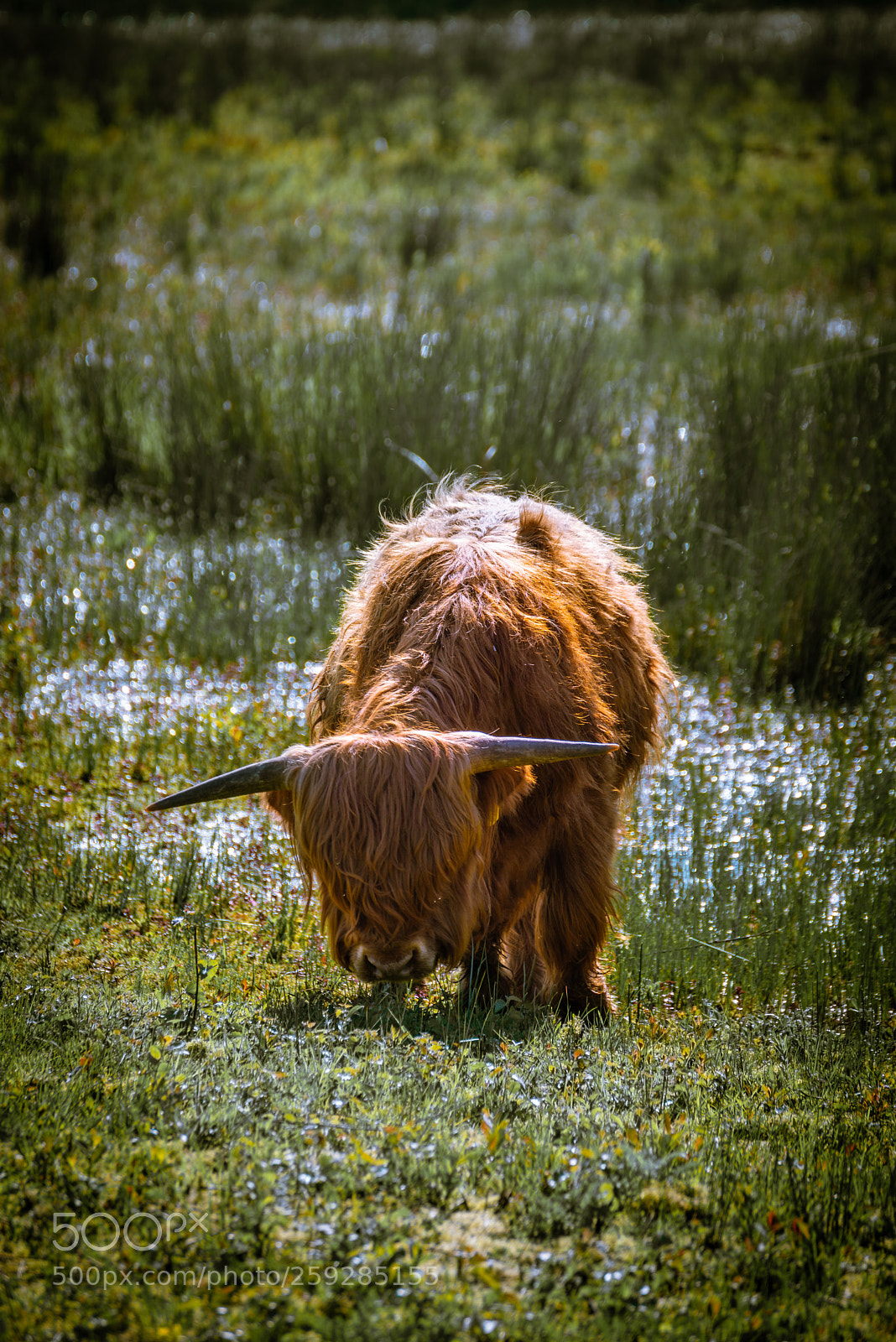 Nikon D610 sample photo. Swamp thing... photography