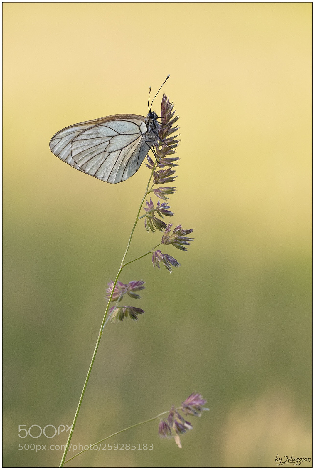 Canon EOS 80D sample photo. Butterfly photography