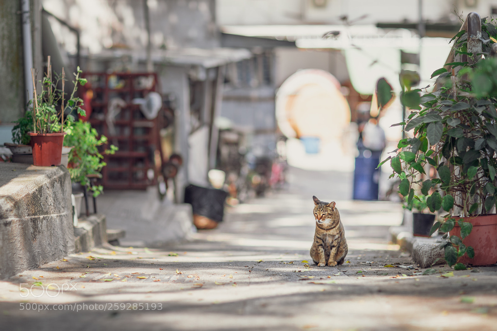 Canon EOS 5D Mark IV sample photo. Afternoon cat 下午貓 photography