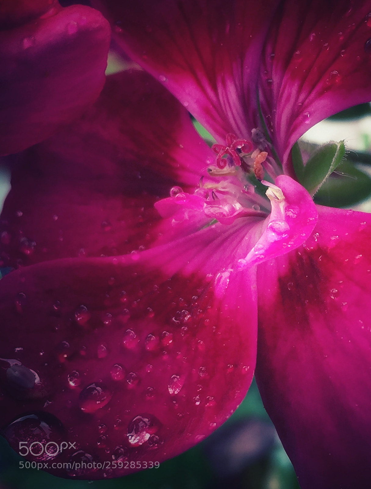 Apple iPhone 6 sample photo. Fresh photography
