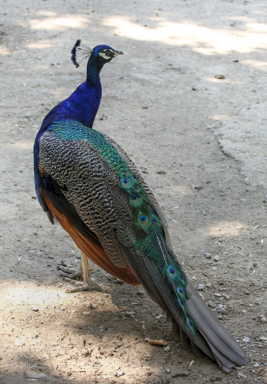 Canon EOS 6D sample photo. ^^==^^ photography