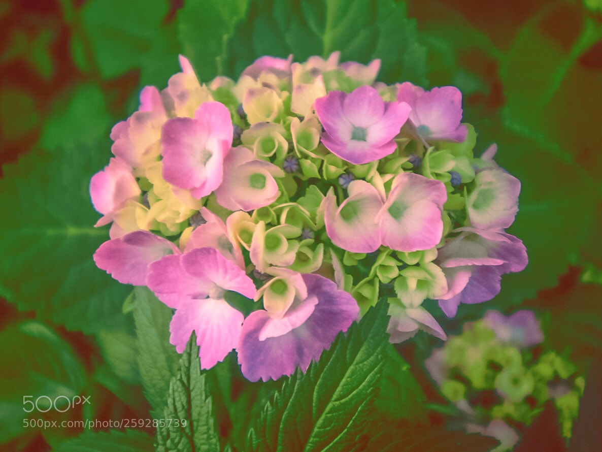 Nikon D7100 sample photo. Pink hydrangea in green photography