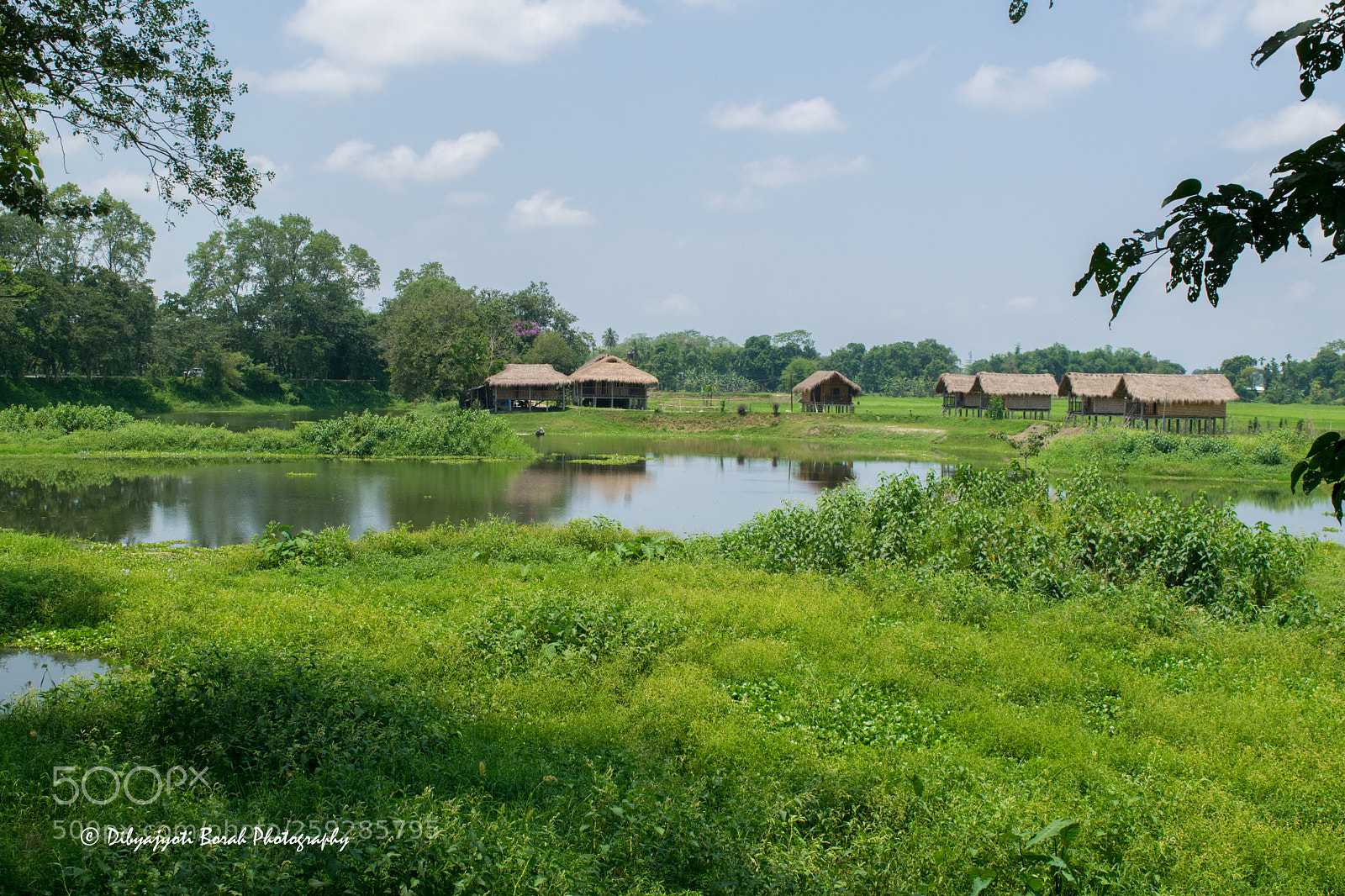 Nikon D5300 sample photo. Green everywhere photography