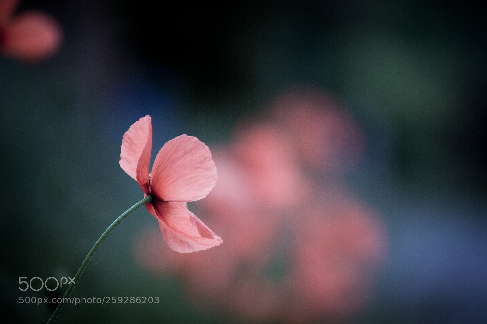 Nikon D3100 sample photo. Lonely poppy photography