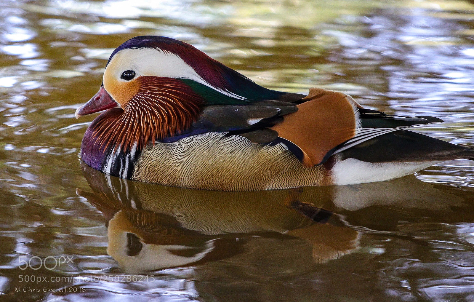 Canon EOS 77D (EOS 9000D / EOS 770D) sample photo. Mandarin duck in the photography