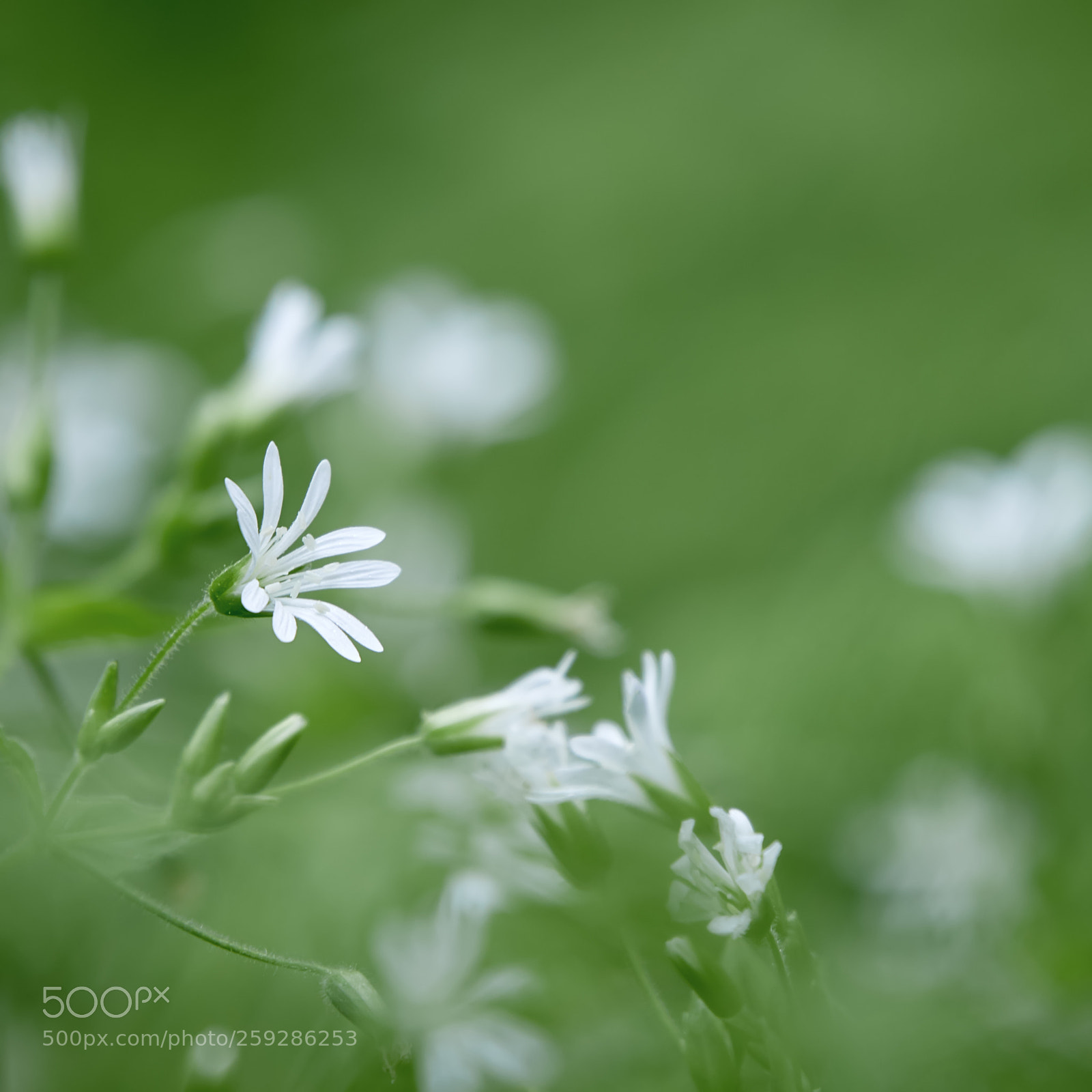 Canon EOS 7D Mark II sample photo. Flower against the background photography