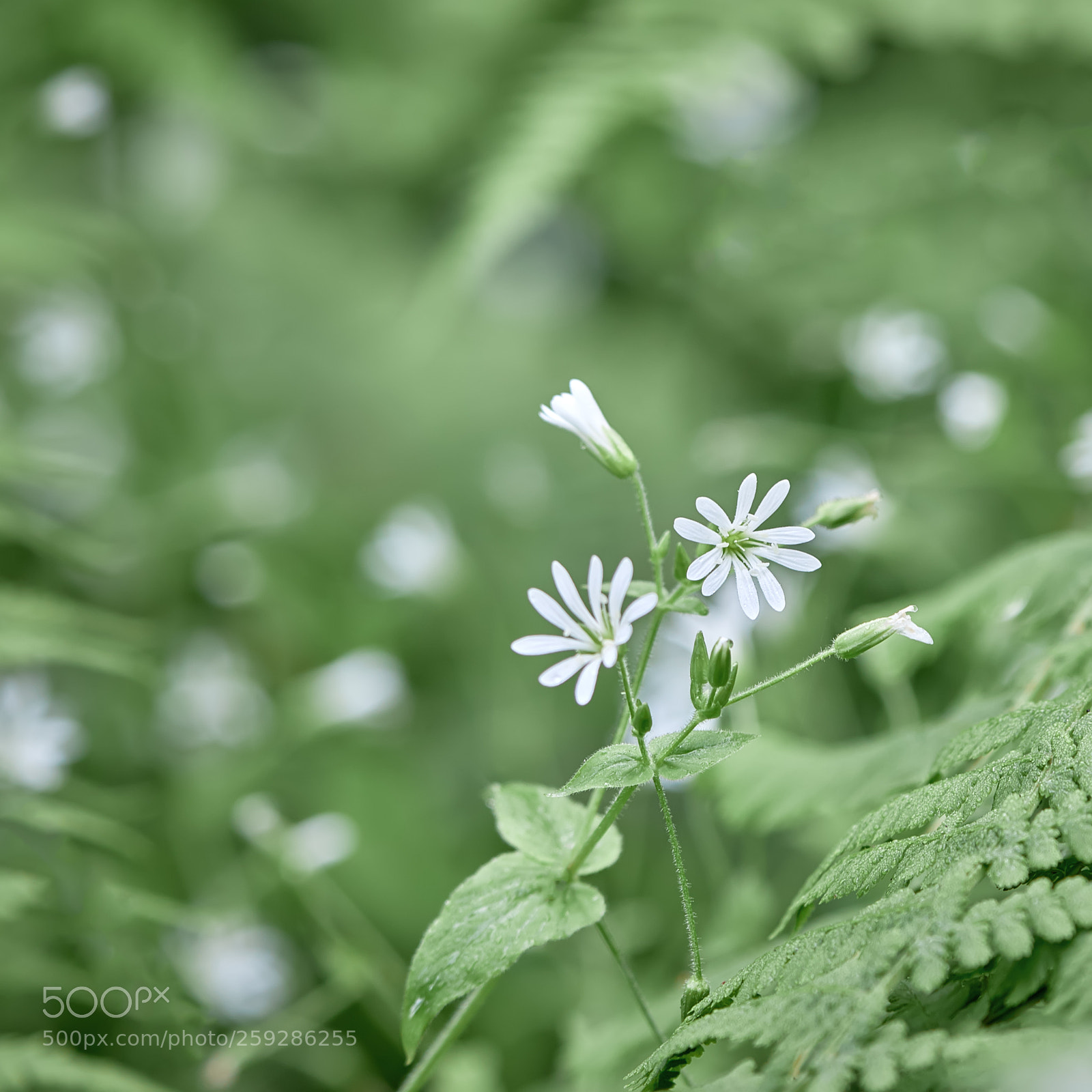 Canon EOS 7D Mark II sample photo. Flower against the background photography
