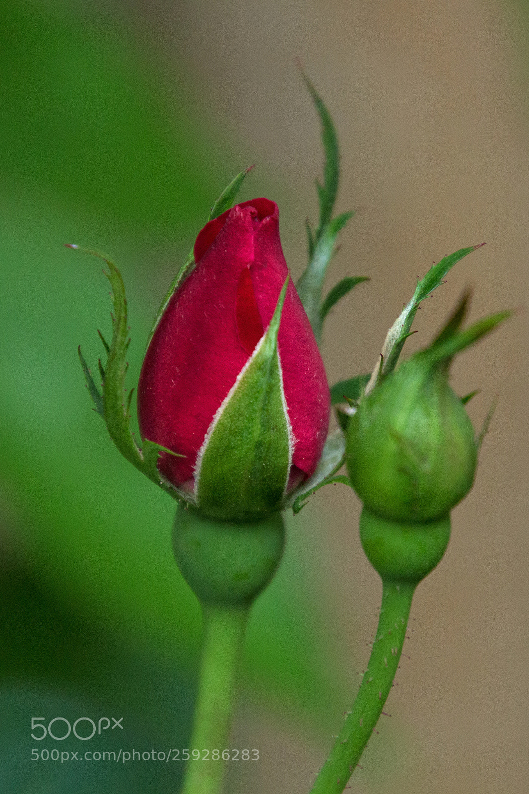 Canon EOS 700D (EOS Rebel T5i / EOS Kiss X7i) sample photo. Hey buddy! photography