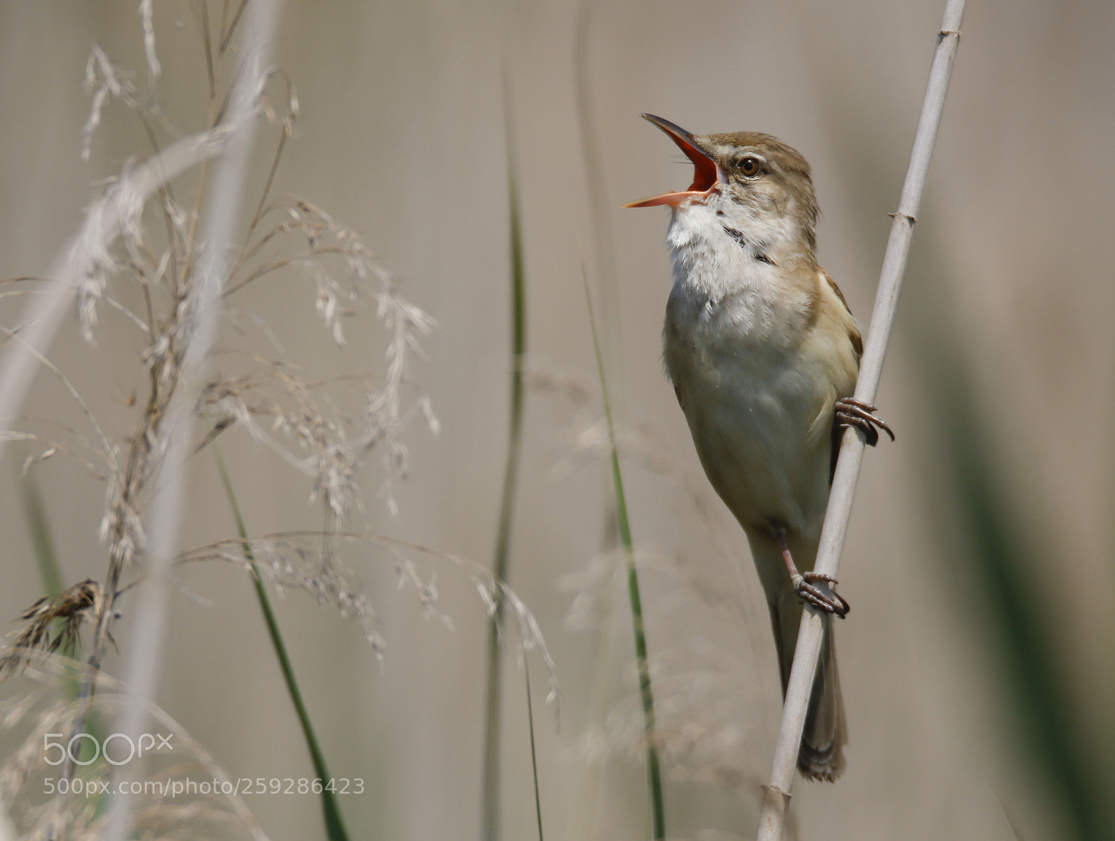 Canon EOS 7D Mark II sample photo. Great reed warbler in photography