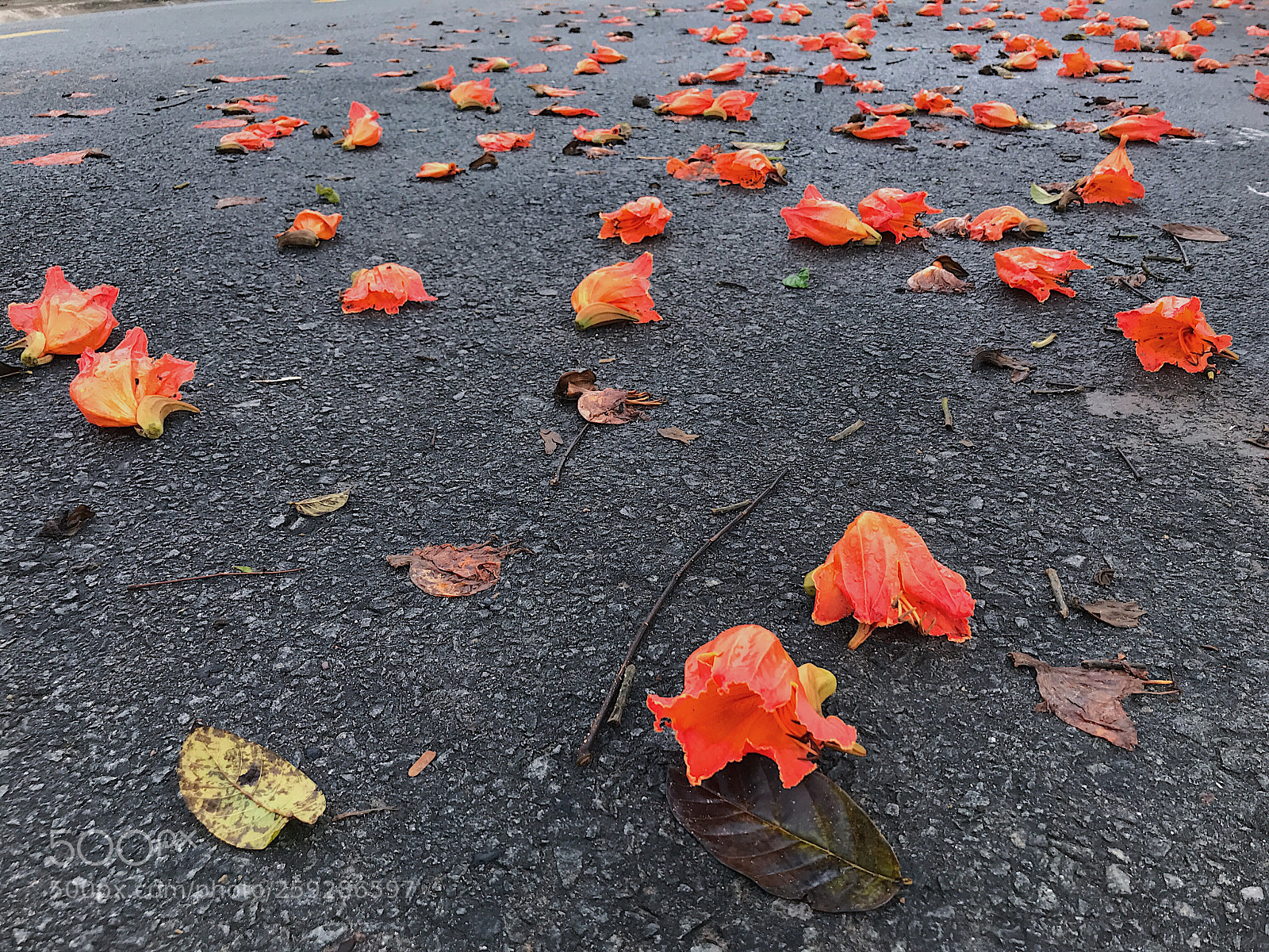 Apple iPhone 7 sample photo. After rain!  photography