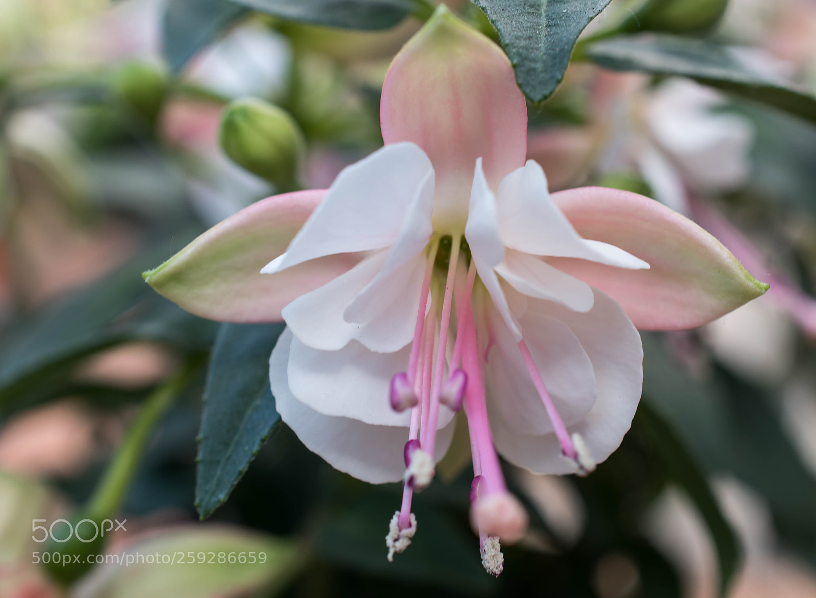 Nikon D5600 sample photo. Fuchsie photography