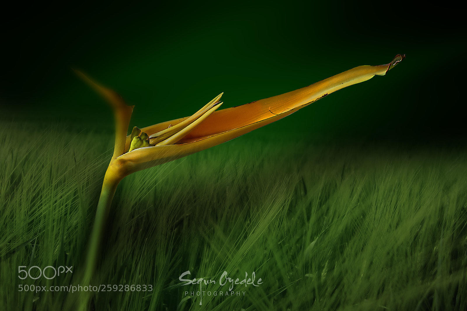 Canon EOS 60D sample photo. Bird of paradise flower photography