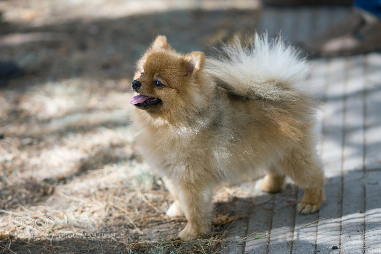 Sony a99 II sample photo. Pets photography