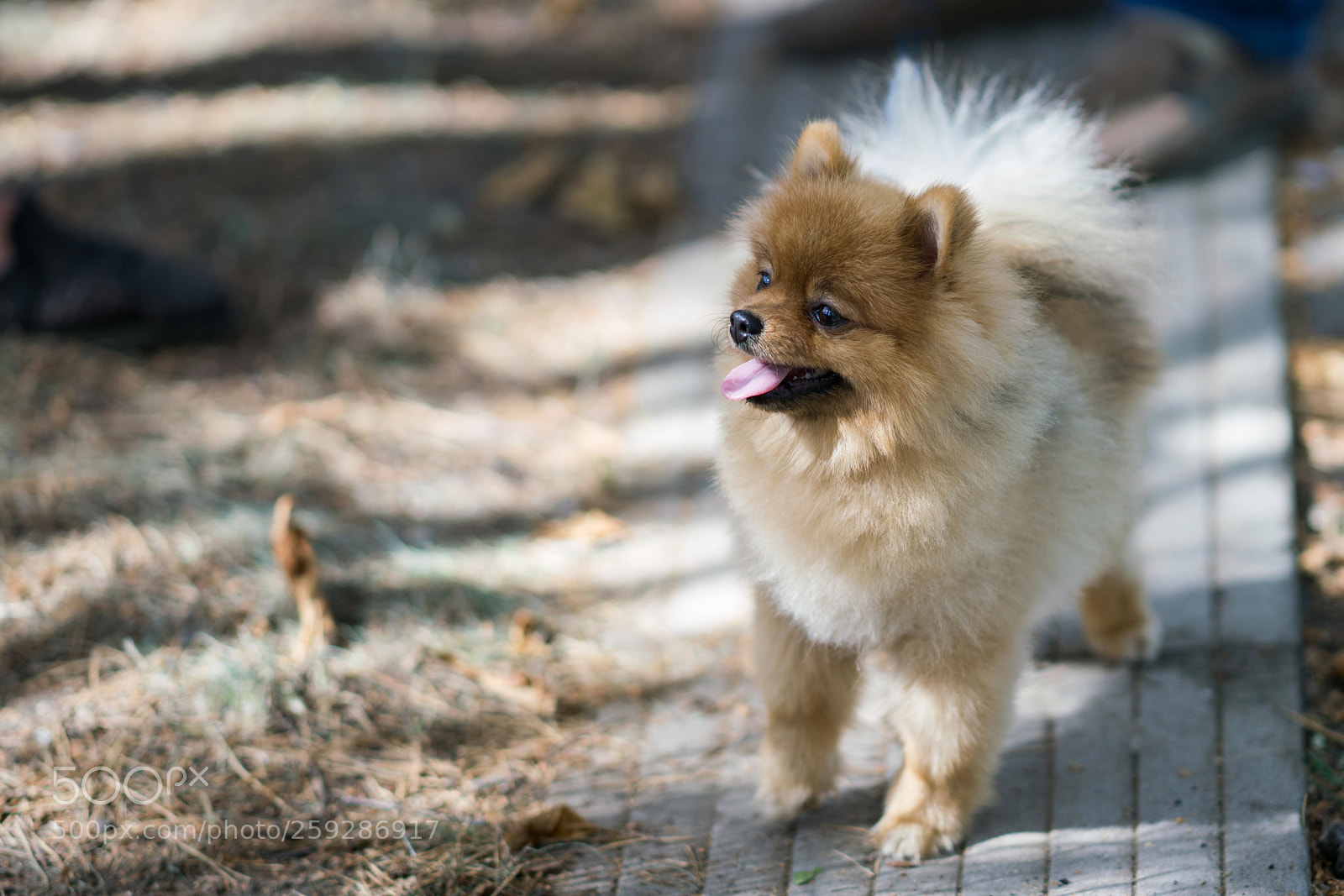 Sony a99 II sample photo. Pets photography