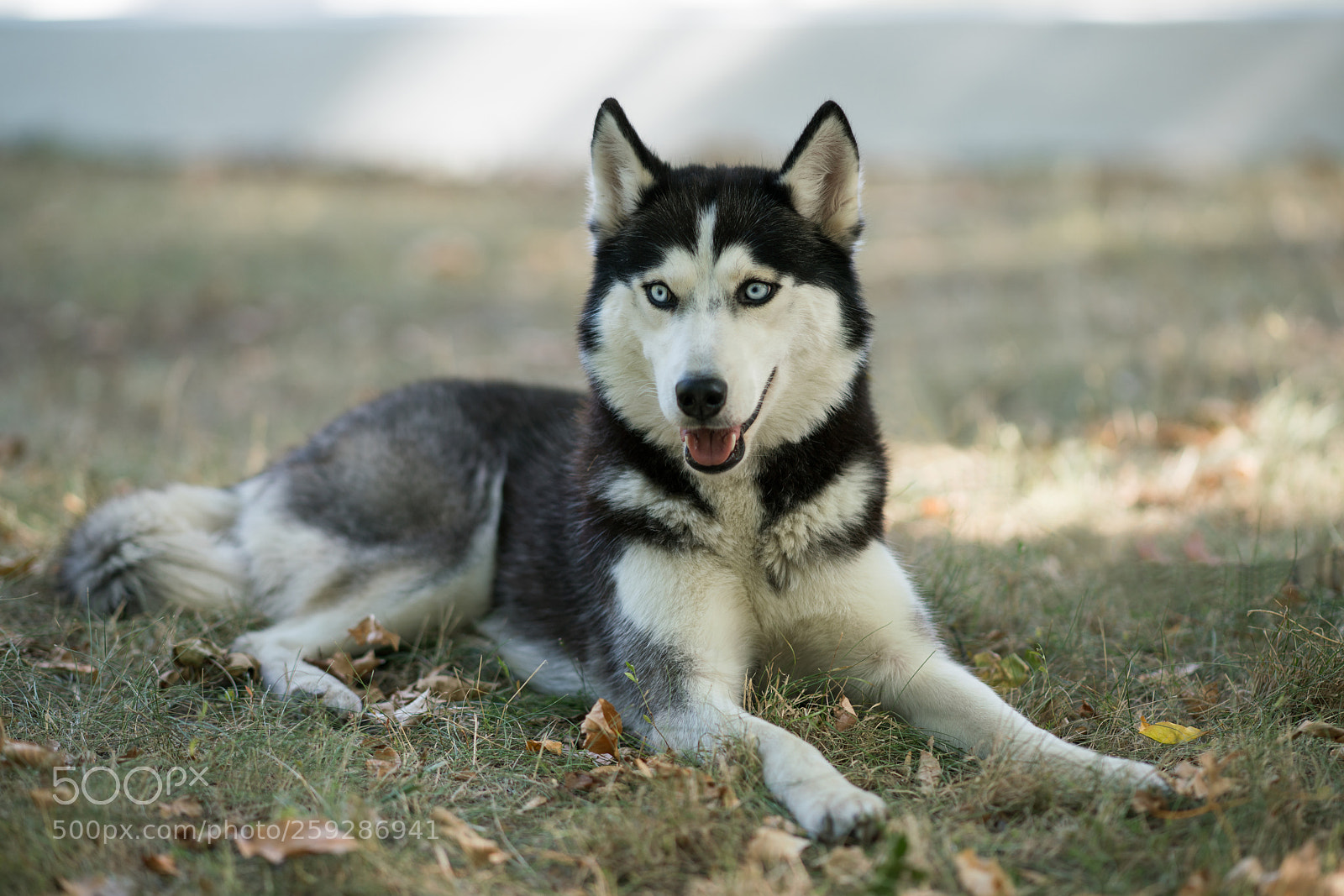 Sony a99 II sample photo. Pets photography