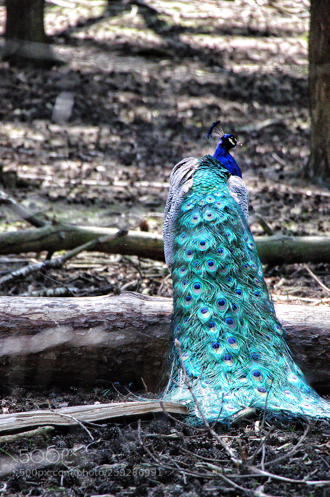 Nikon D90 sample photo. Untitled photography