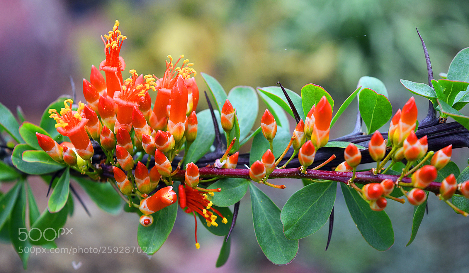 Nikon D5300 sample photo. Flowered branch photography
