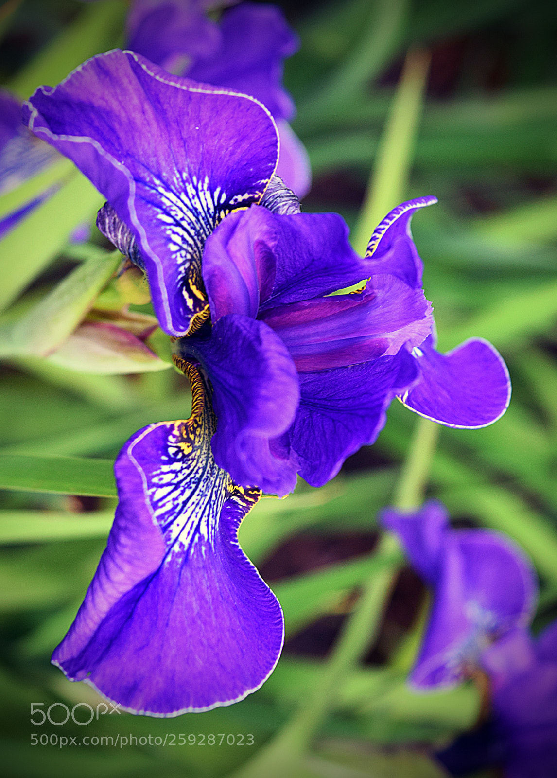 Nikon D5300 sample photo. Iris photography