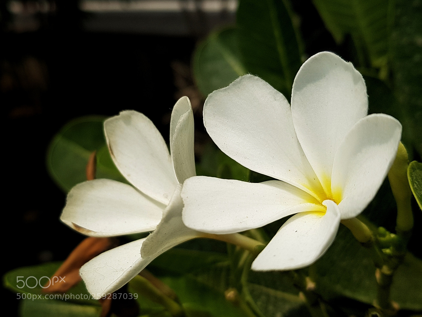 Samsung Galaxy S8+ sample photo. Untitled photography