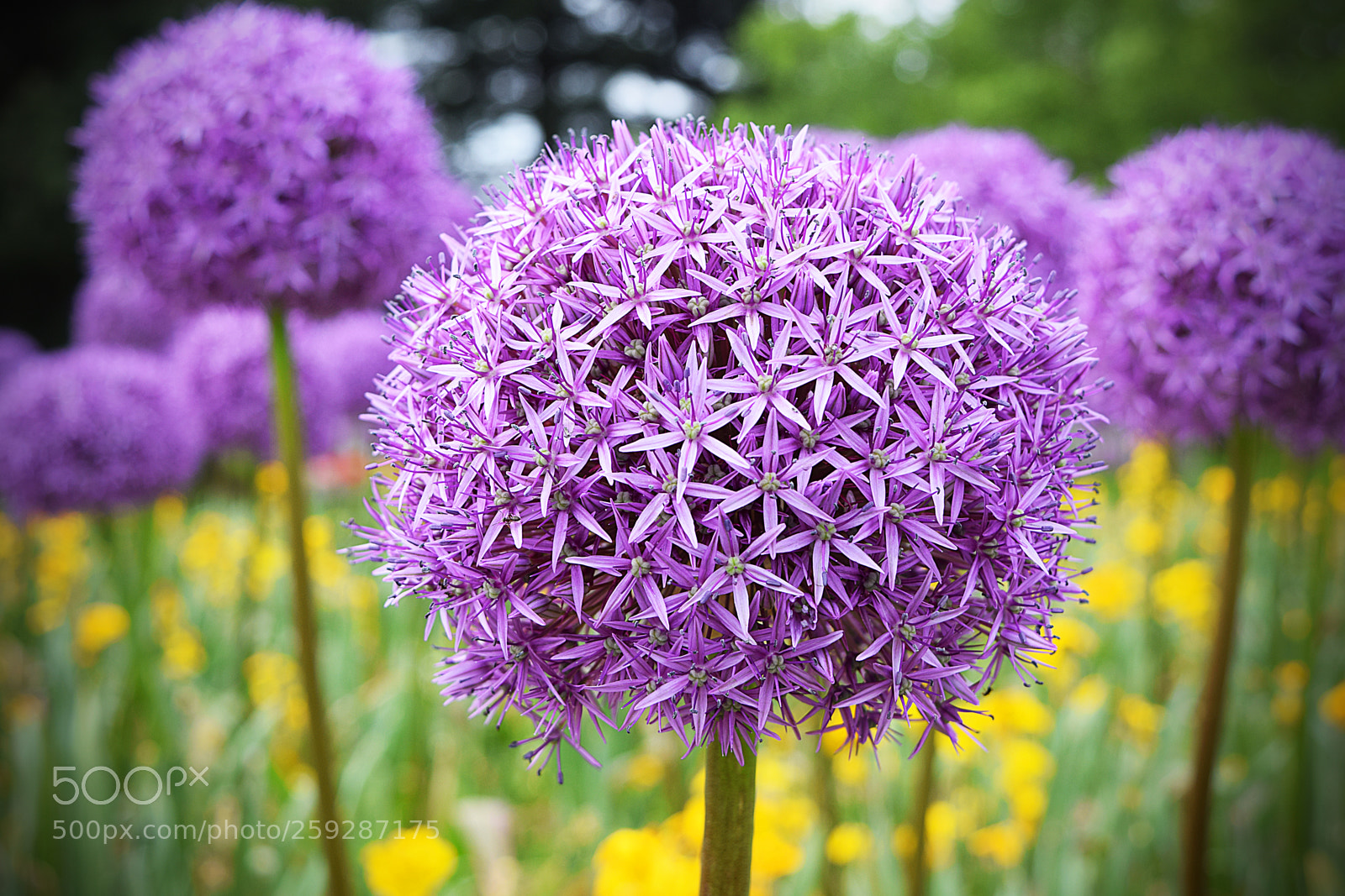 Nikon D5300 sample photo. Alium photography