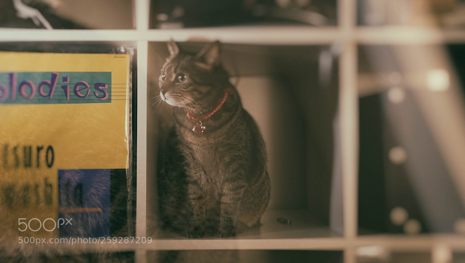 Sony a6000 sample photo. Untitled photography