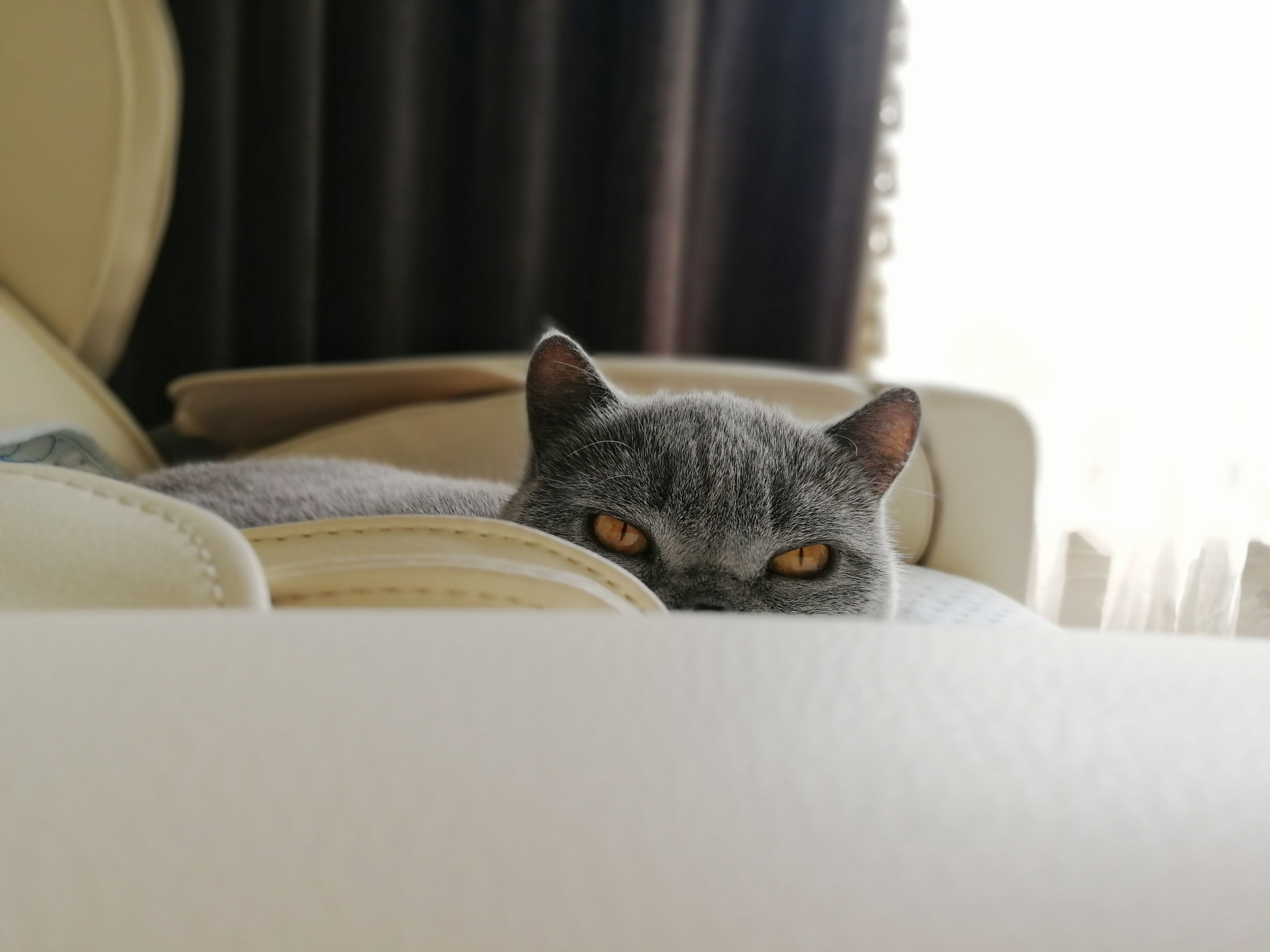 HUAWEI Honor 9 sample photo. Peeping photography