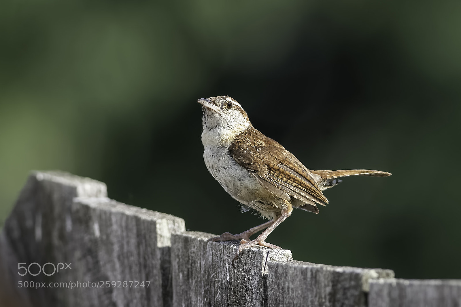 Nikon D7100 sample photo. Wren on the fence photography
