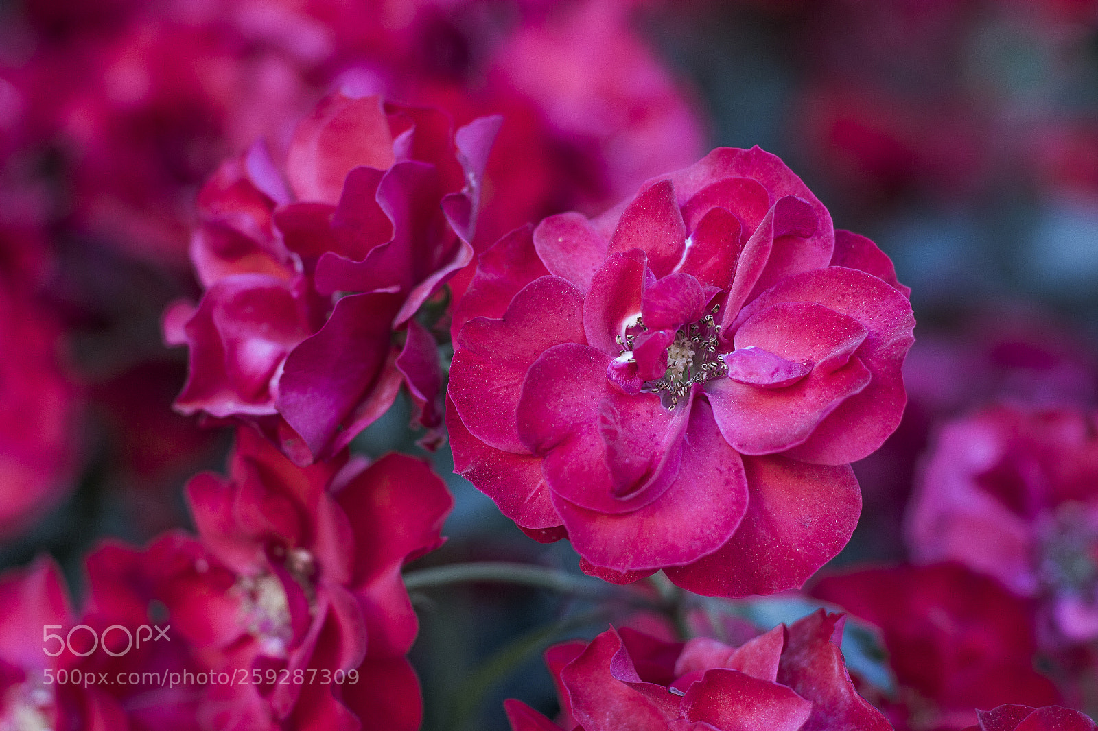 Canon EOS 700D (EOS Rebel T5i / EOS Kiss X7i) sample photo. Rosae photography