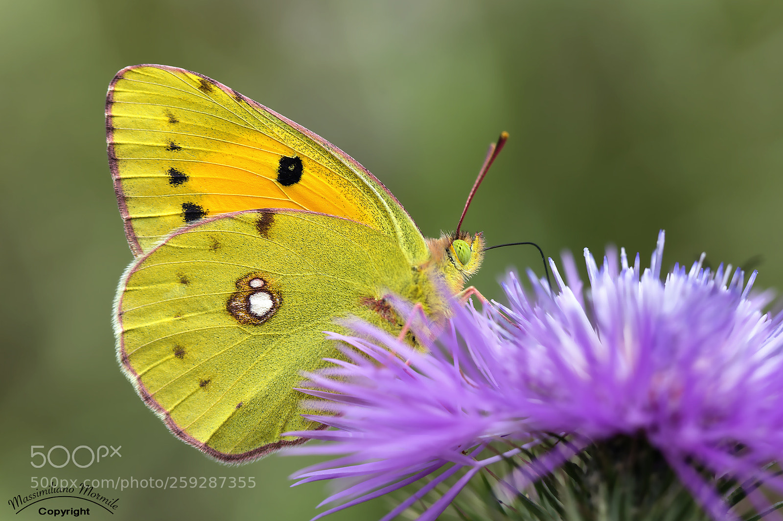Canon EOS 6D sample photo. Butterfly 4 photography