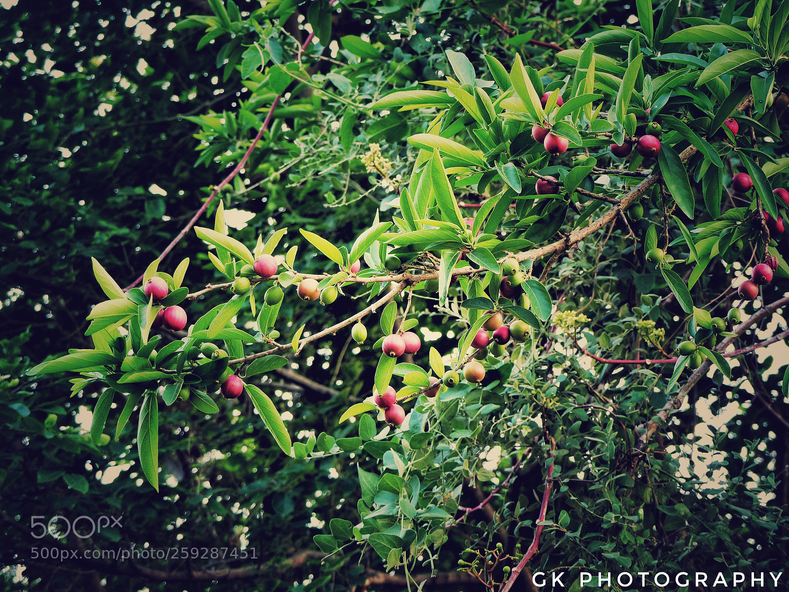 Panasonic Lumix DMC-FZ200 sample photo. Berries photography