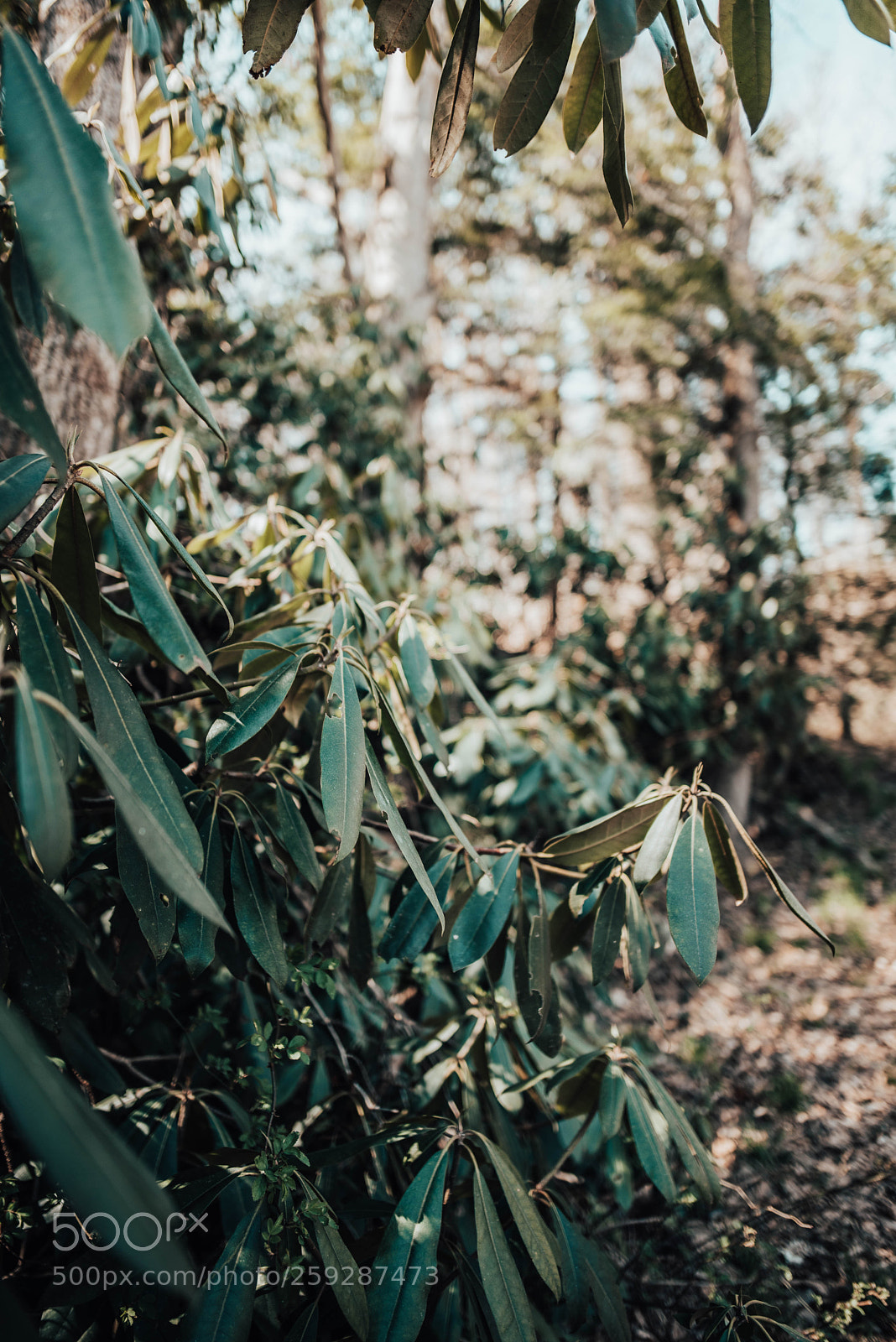Nikon D750 sample photo. Wandering & wondering photography