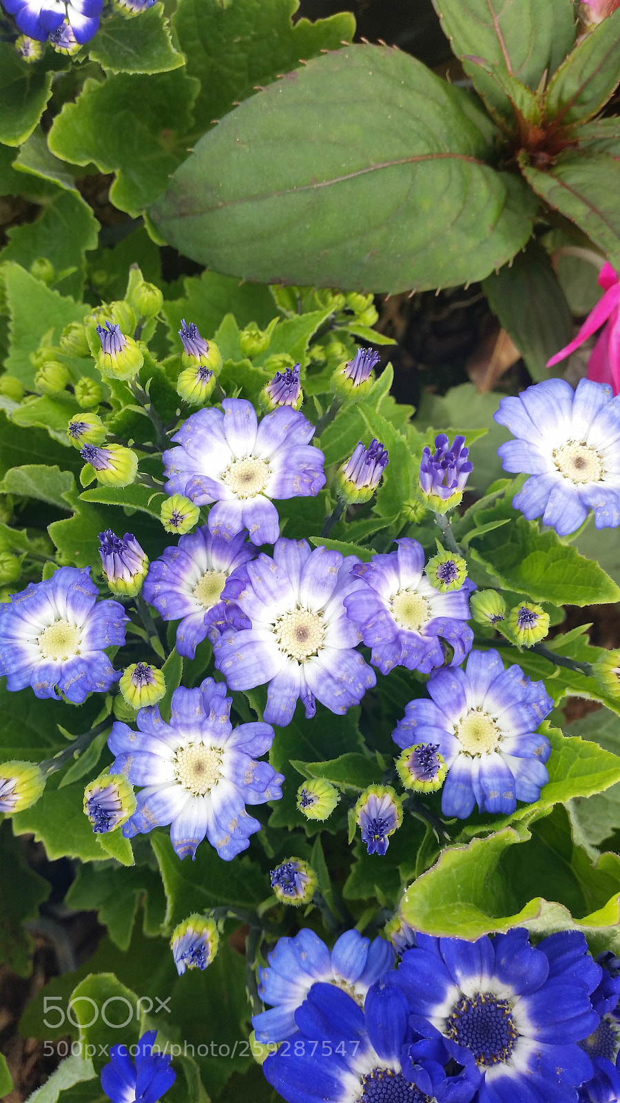 Samsung Galaxy S5 sample photo. Flower photography