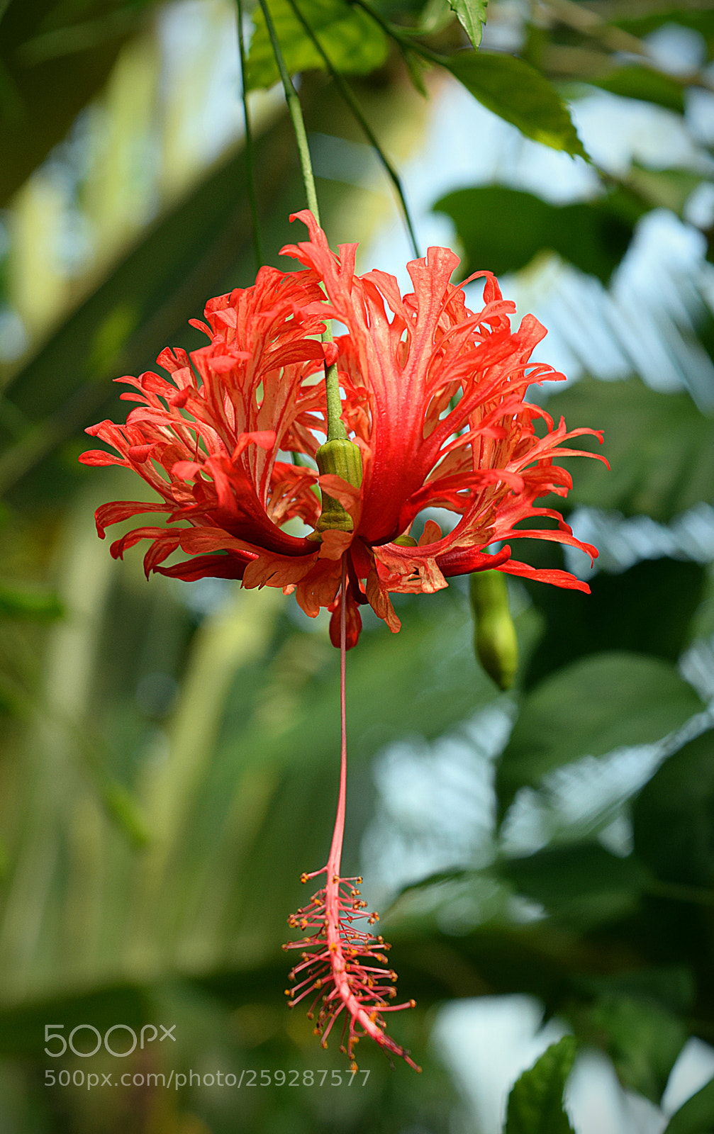 Nikon D5300 sample photo. The beauty of kew photography