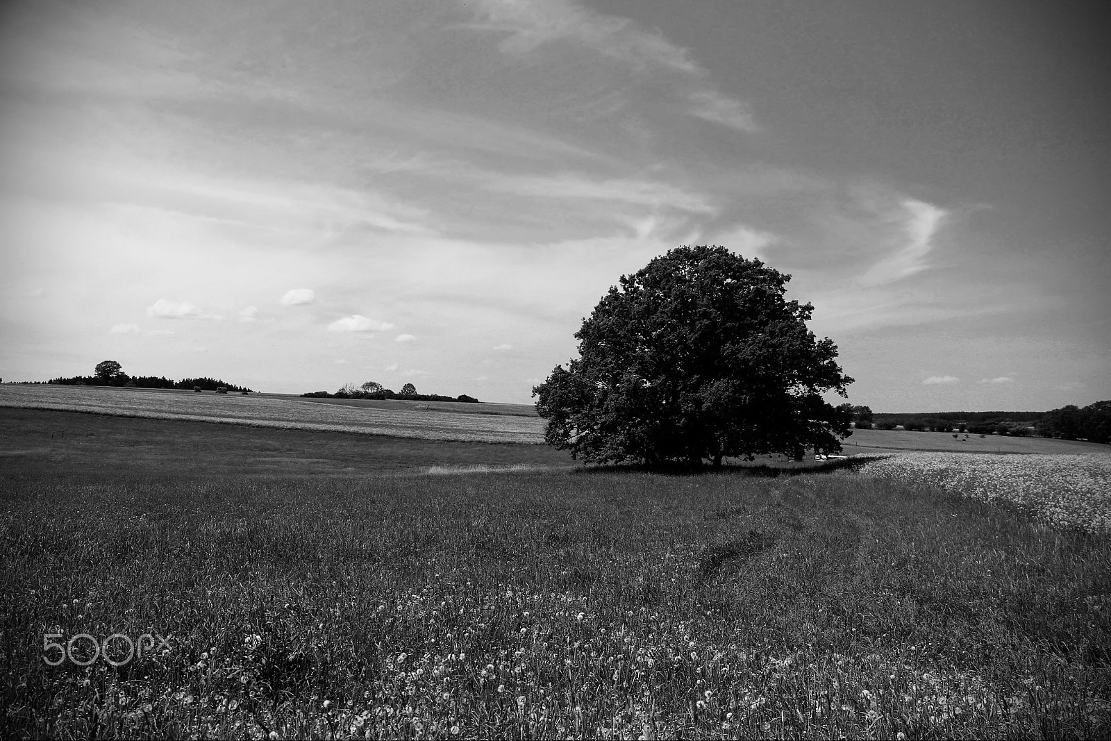 Canon EOS 60D sample photo. The tree photography